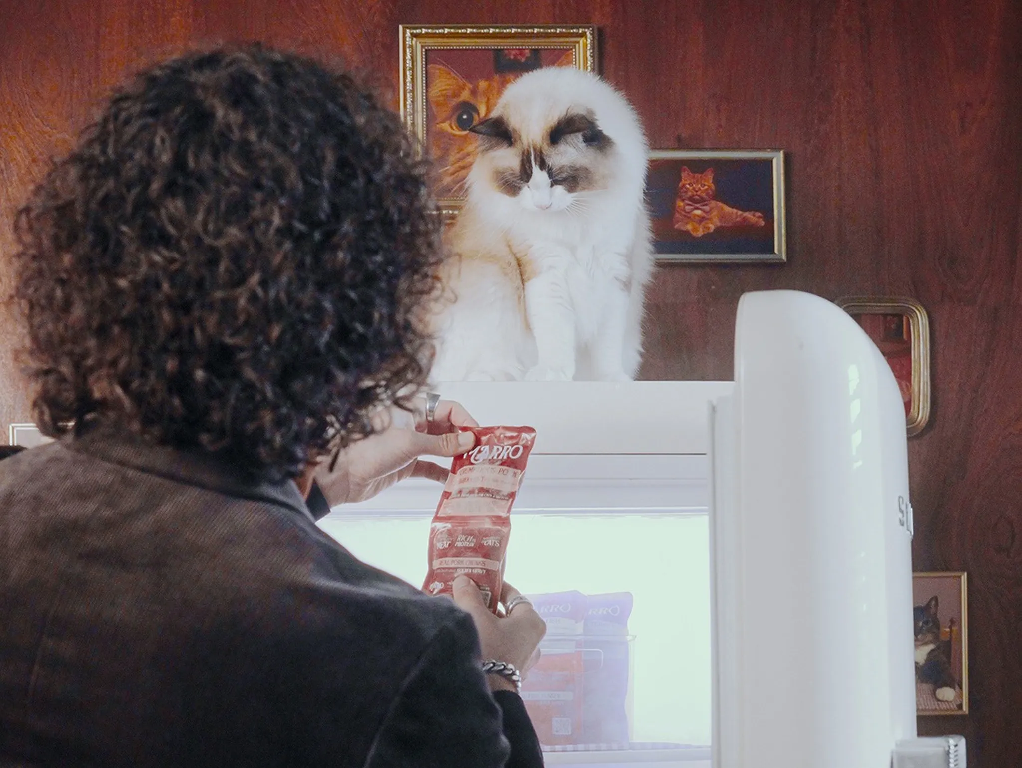 A cat owner pulling a pouch of Marro out of a fridge, with a cat watching from above.