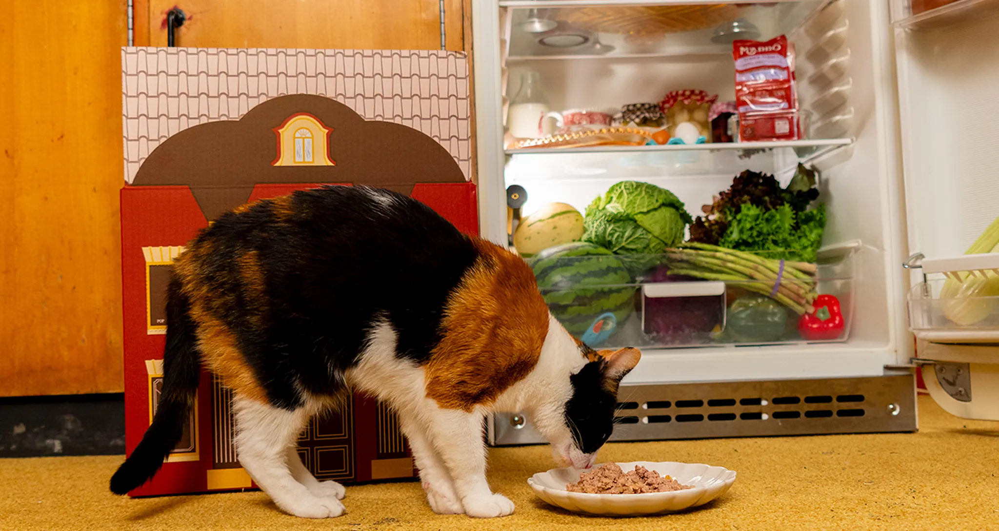 Prebiotics for Cats
