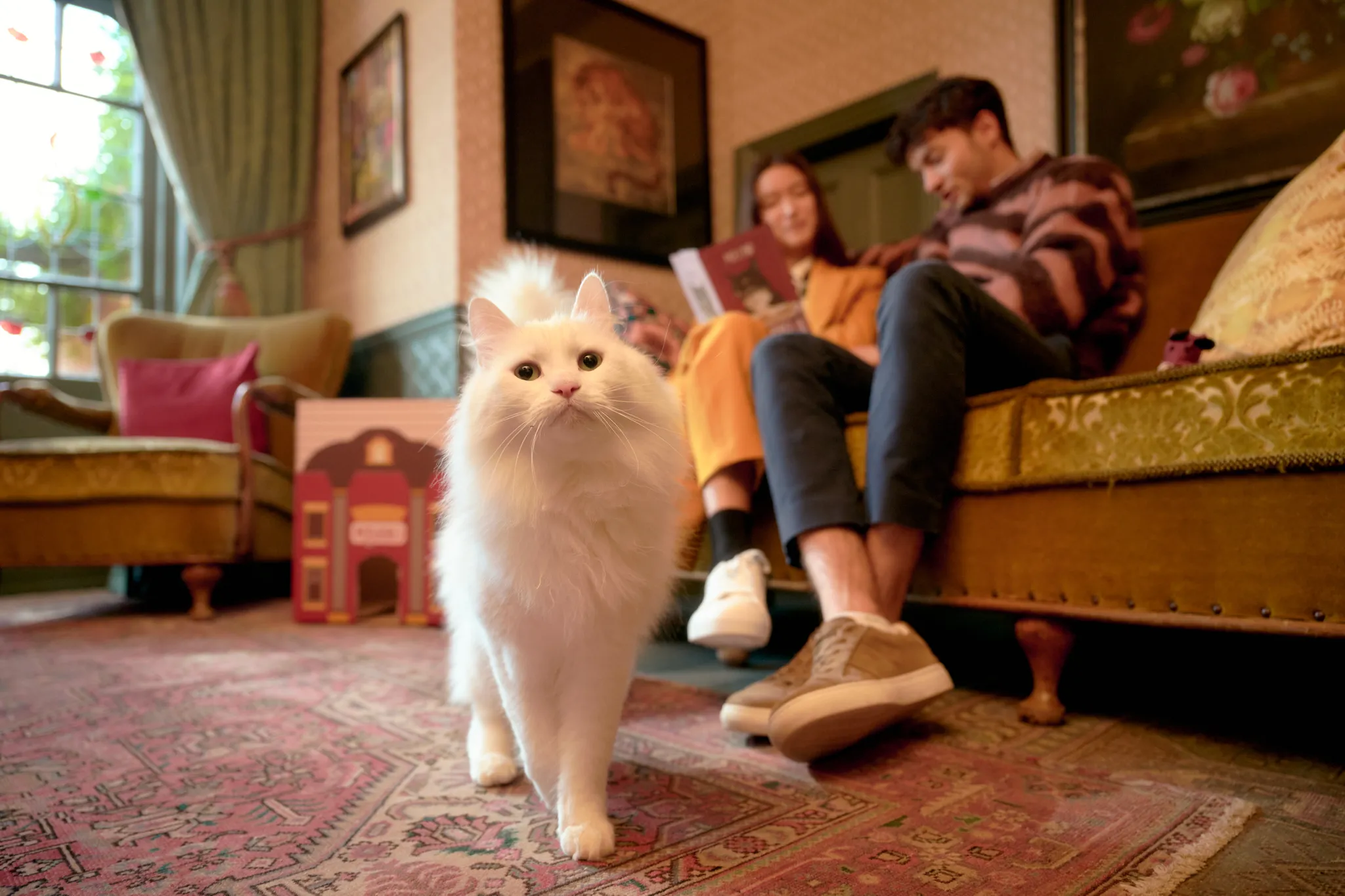 A fluffy white cat approaches the camera in a cozy living room, while a couple sits on a sofa in the background reading.