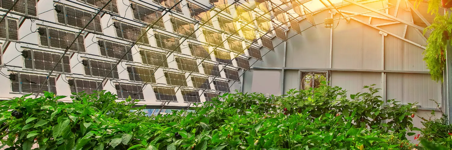 Ein Gewächshaus mit Solarpanels auf dem Dach und üppigen grünen Pflanzen im Inneren, beleuchtet von Sonnenstrahlen, die durch die Ecke einfallen.