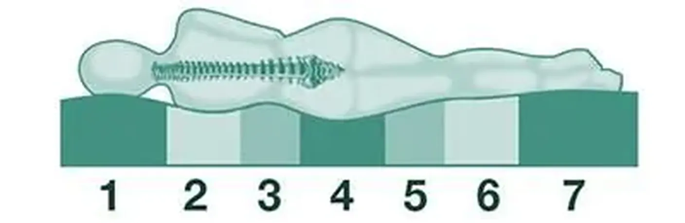 skeletstructuur en de vorm van het menselijk lichaam
