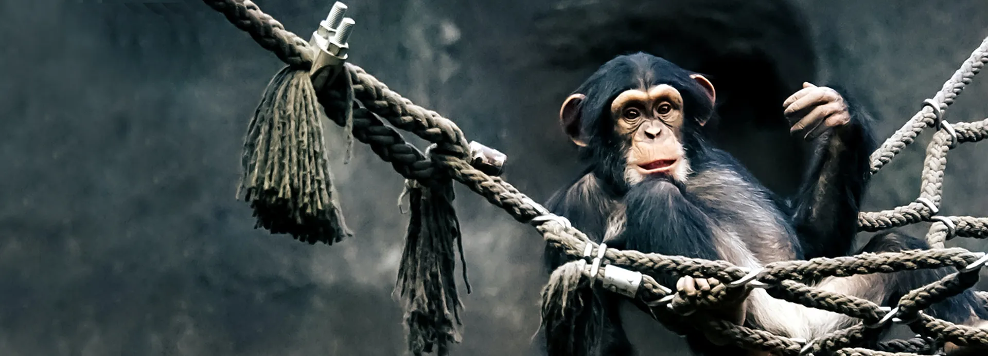 非人类灵长动物的眼动追踪