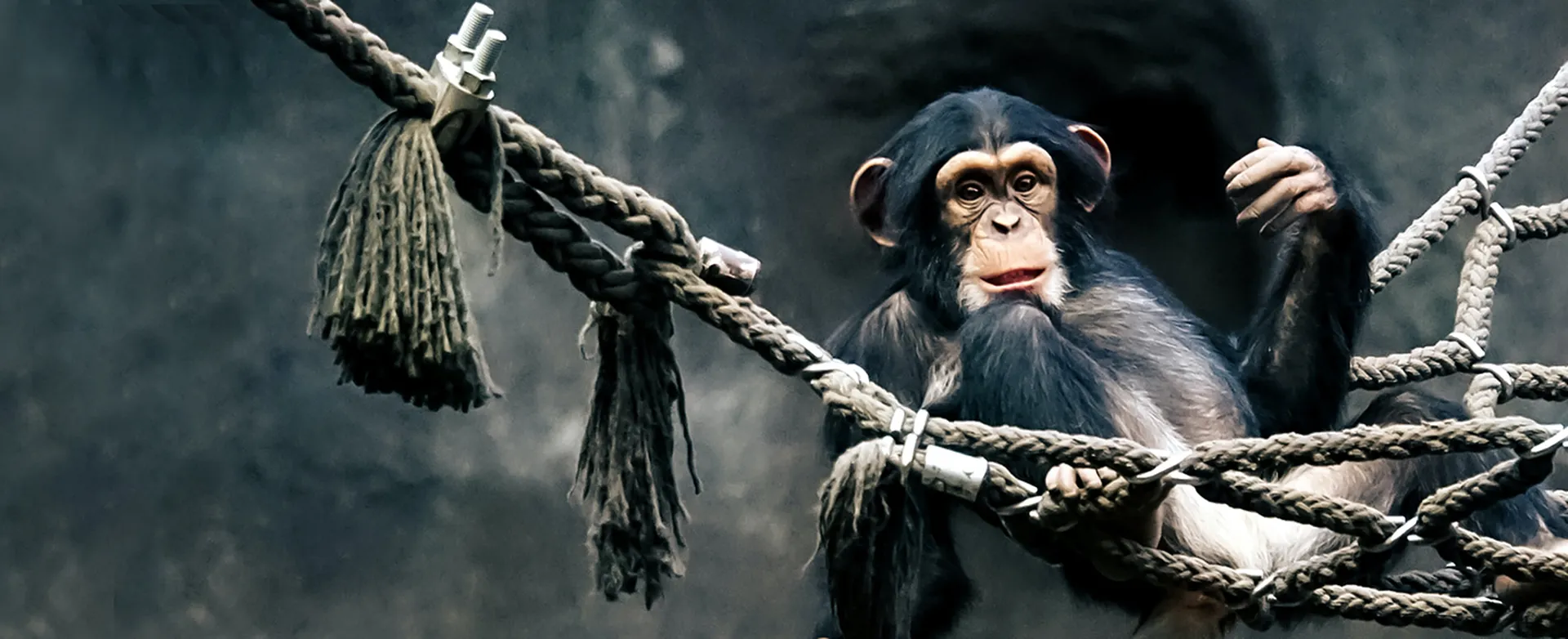 霊長類の研究にもアイトラッキング