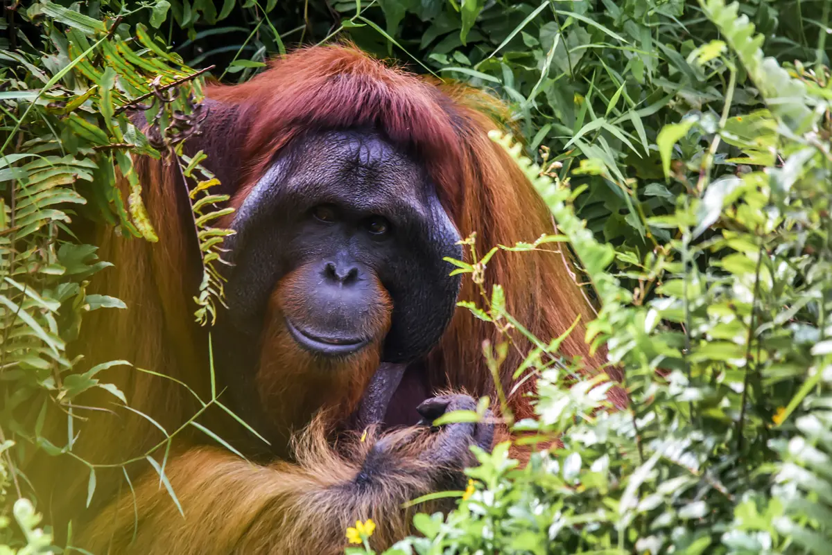 Non human primates