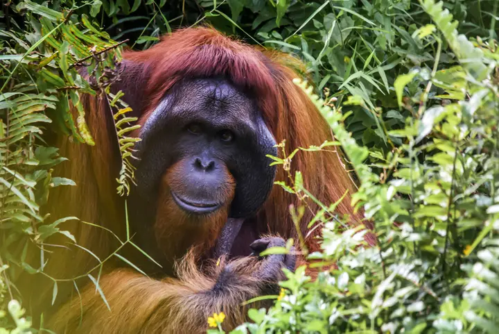 Eye tracking as a window into great ape emotions