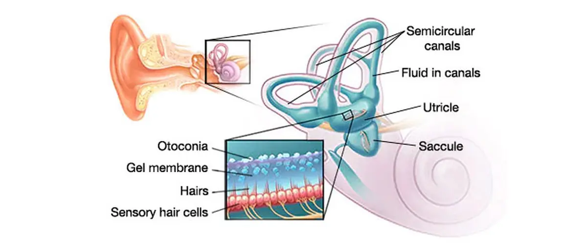 Image courtesy of the Mayo Clinic