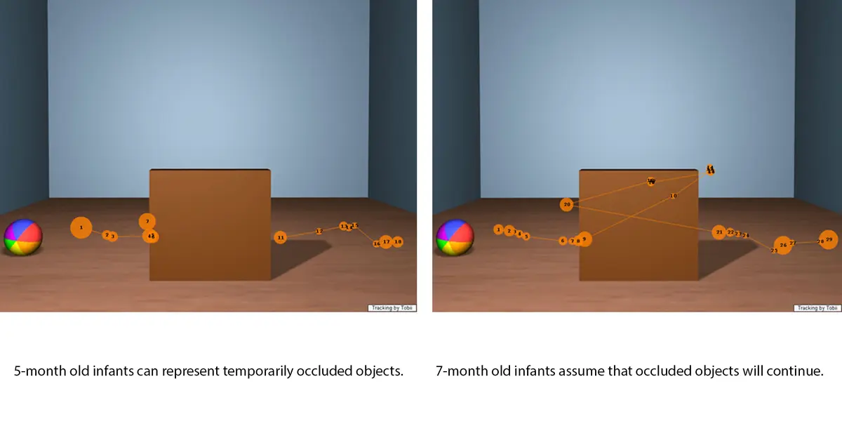 Gaze plots representing expectations from 5 and 7 months infants on appearing occluded objects.
