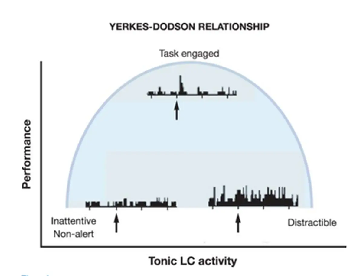 Yerkes-Dodson-Beziehung zwischen Leistung und Erregung. Übernommen von Aston-Jones und Cohen (2005).  