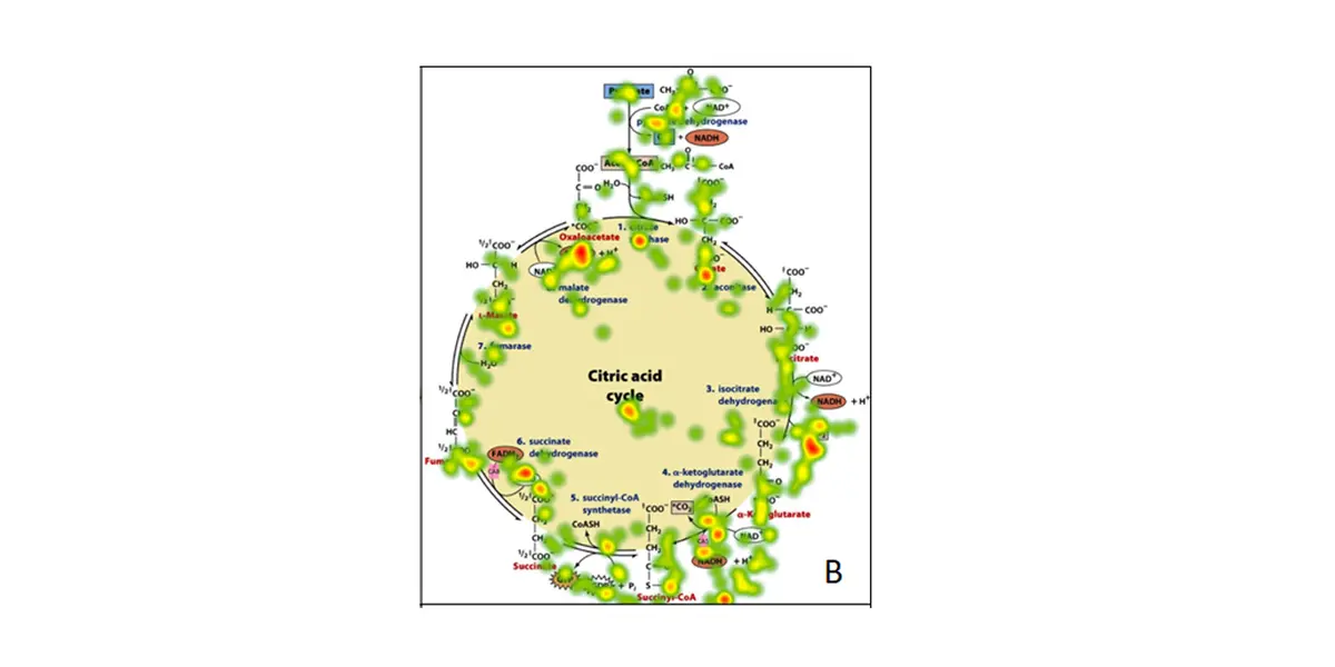 Novice student fixations on biochemical pathway. From Cortes, K.; Kammerdiener, K.; Randolph, A. In Eye Tracking for the Chemistry Education Researcher; VandenPlas, J. R., Hansen, S., Cullipher, S., Eds.; Washington, DC.