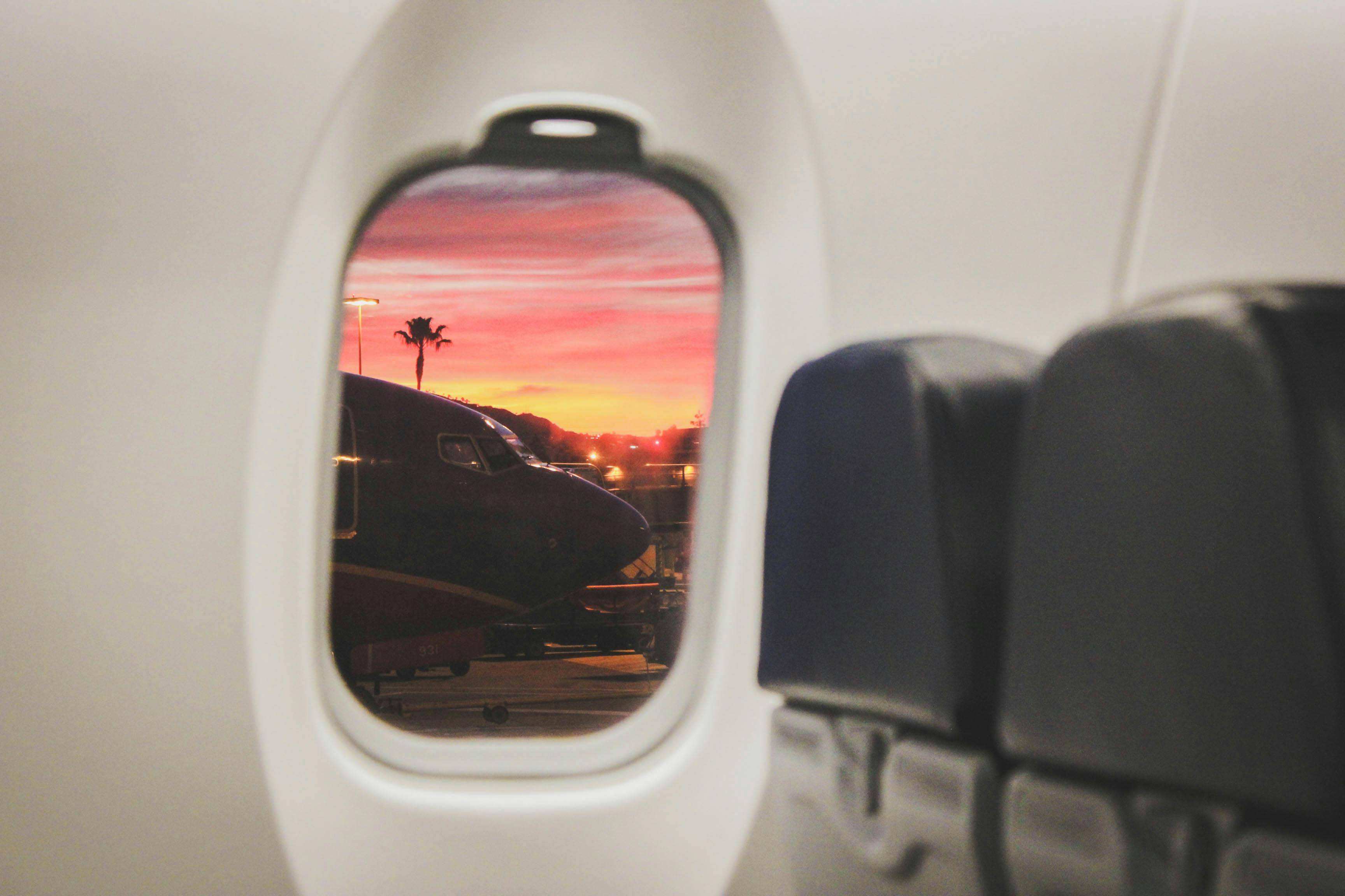 Plane window with view of palm tree