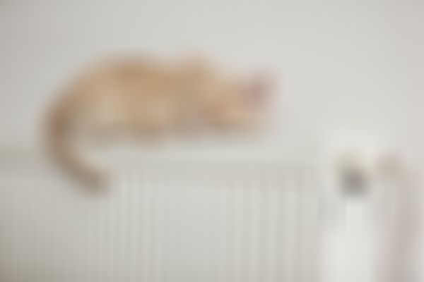Katze liegt auf Heizkörper