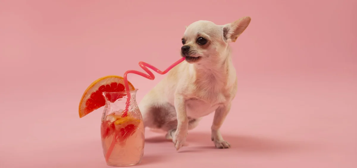Header - hond - vakantie - drinken - zomer - grapefruit - Freepik