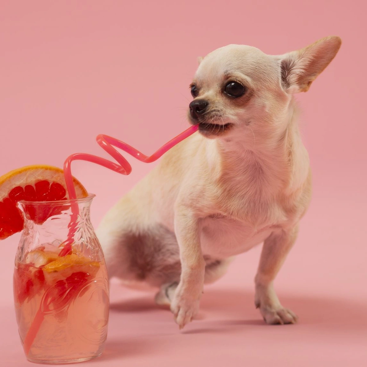 Header - hond - vakantie - drinken - zomer - grapefruit - Freepik