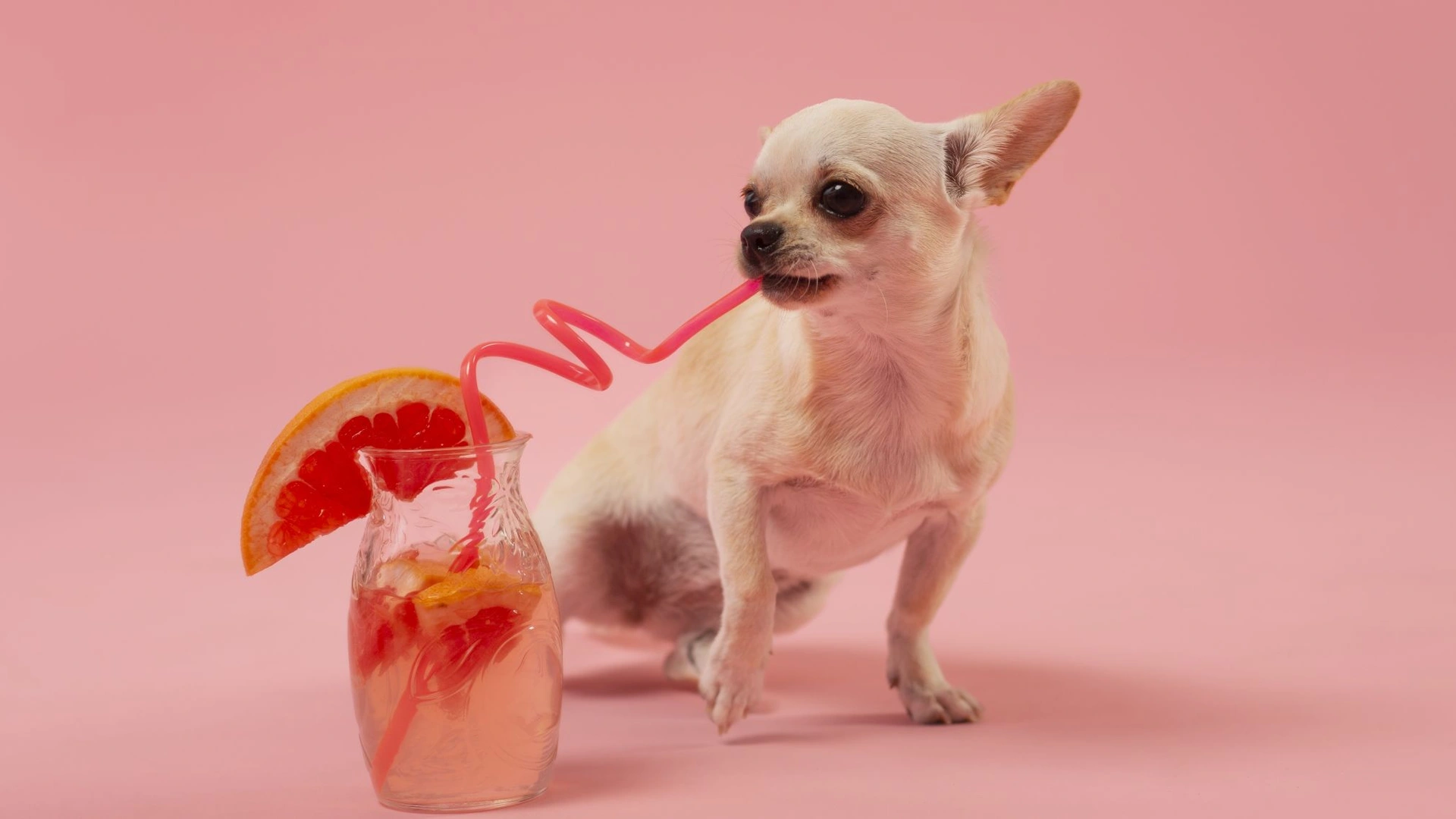Header - hond - vakantie - drinken - zomer - grapefruit - Freepik