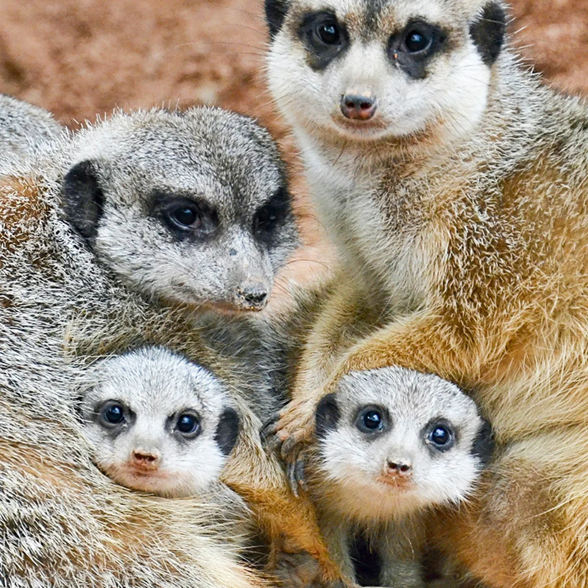 header - baby - bn-er - stokstaartjes - pexels- 1