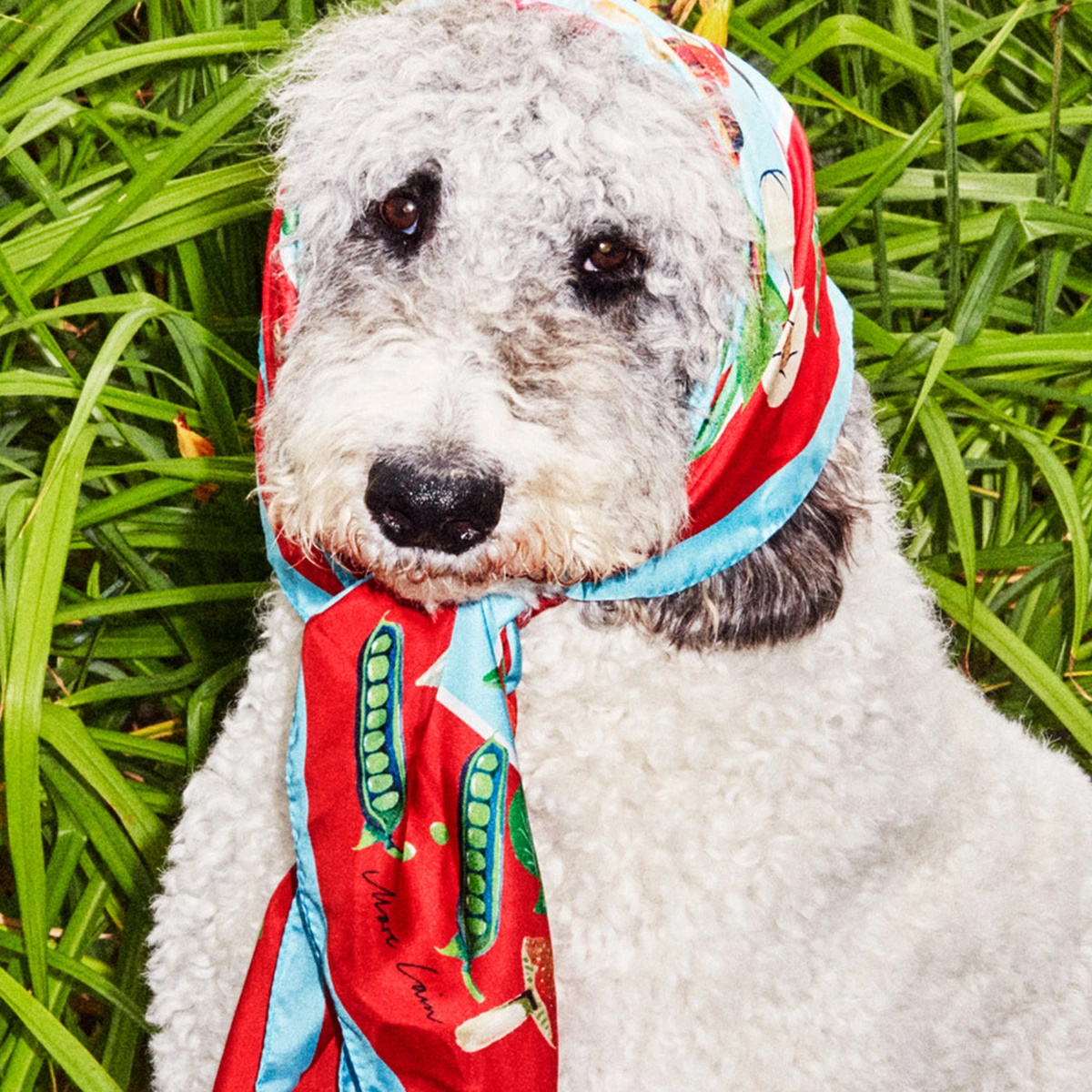 header - kantoorhond - fashion - valentina vos