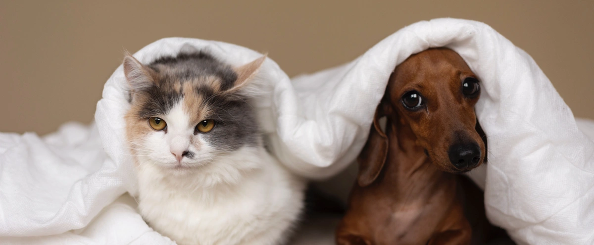 honden en katten - Freepik - header
