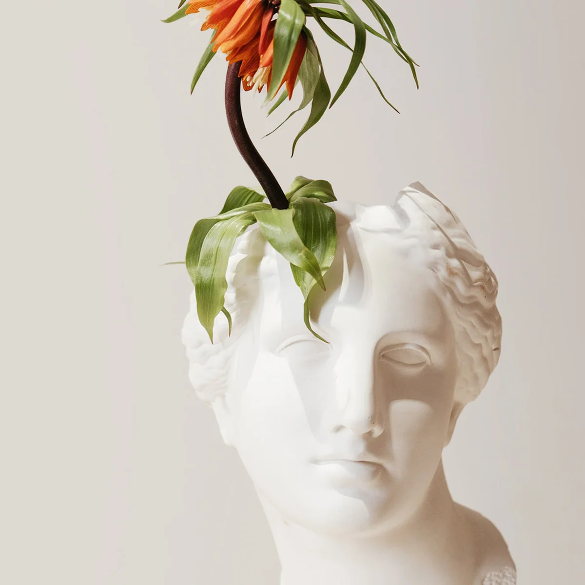 header - plant - buste - hoofd - bloem - kapper - unsplash