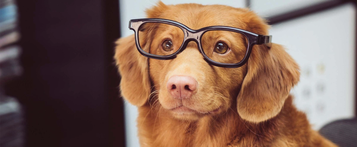 header - cursus - hond - werk - studie - bril - unsplash