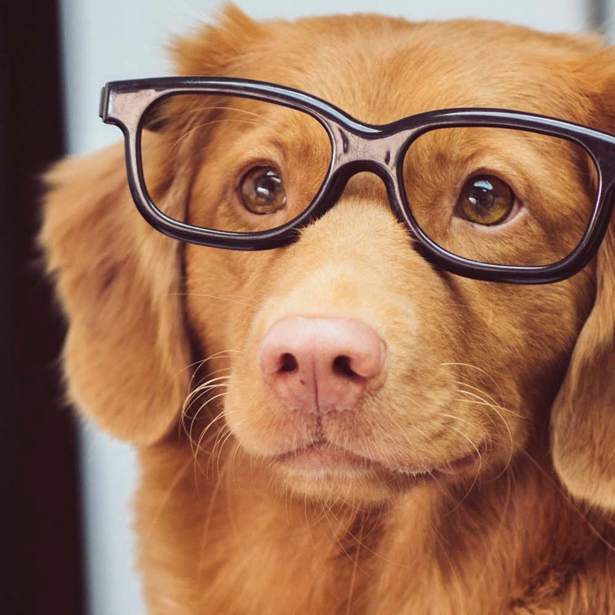 header - cursus - hond - werk - studie - bril - unsplash