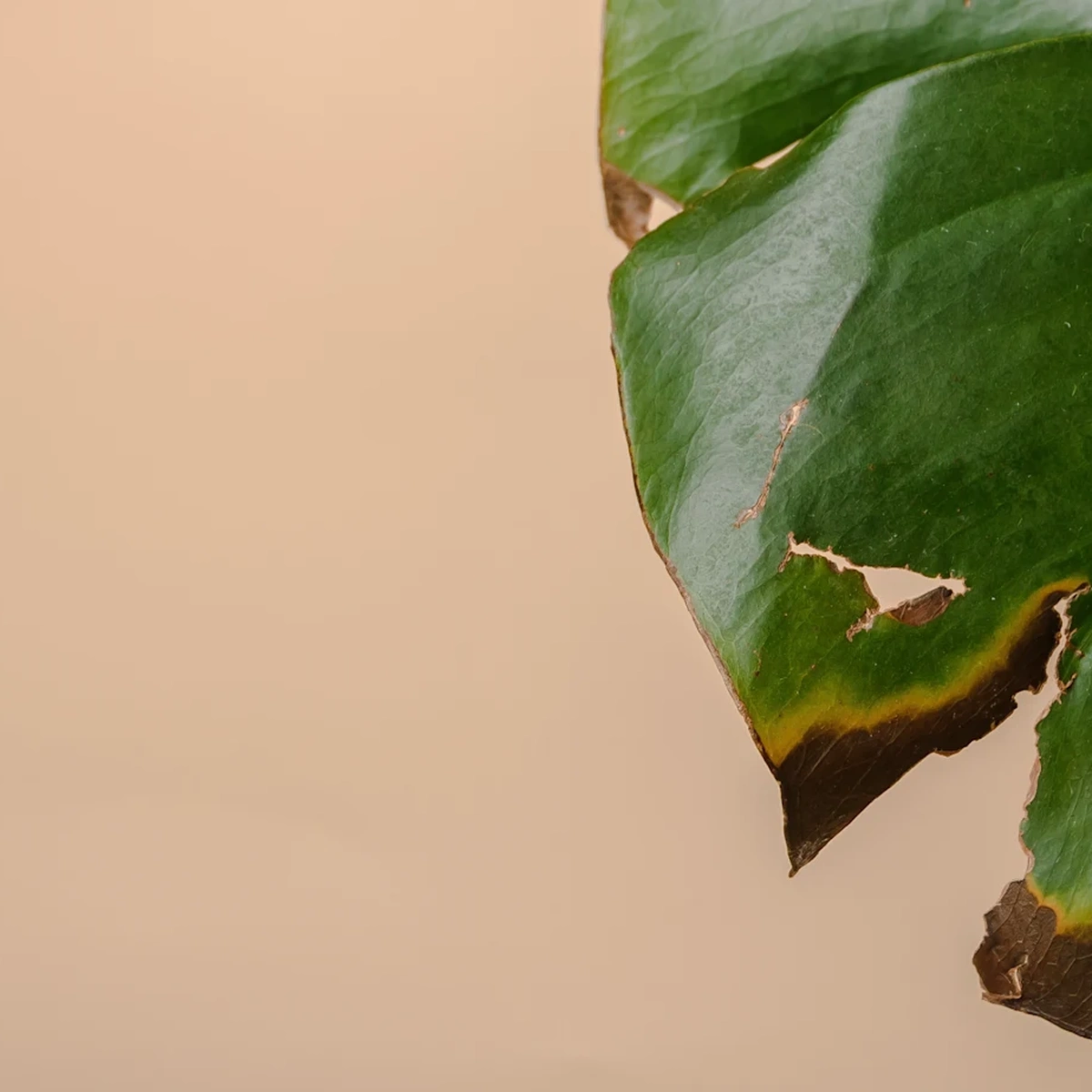 Header - plant - monstera - Shutterstock