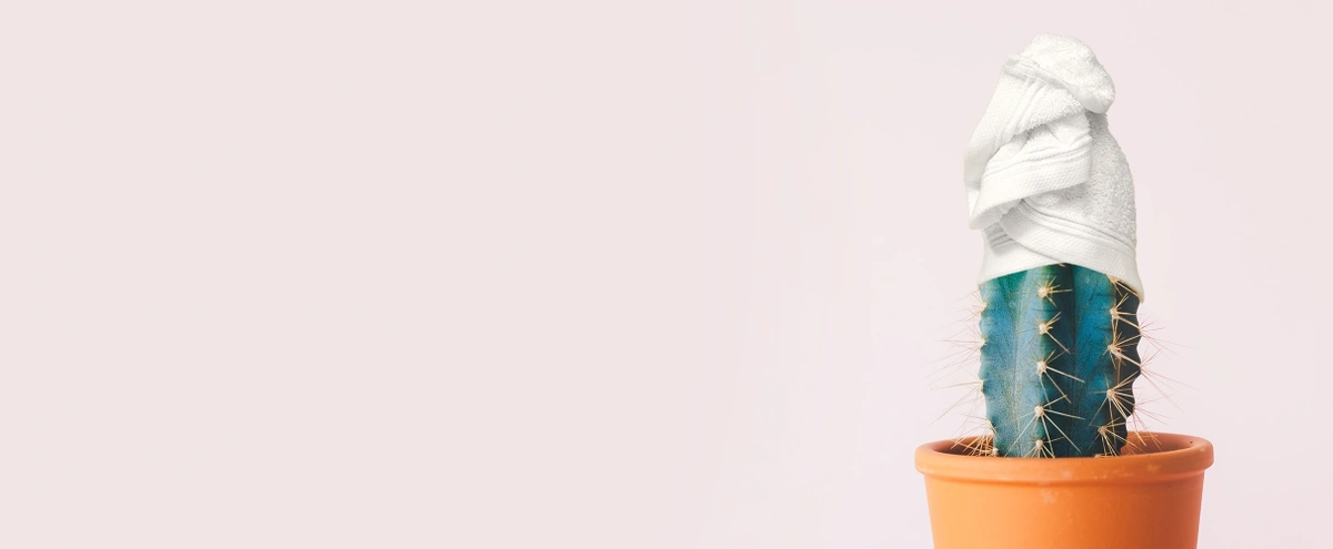 hero - plant - wellness - cactus - pot - handdoek - pexels