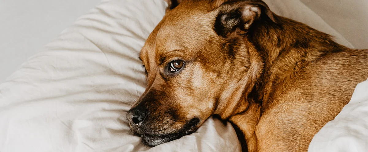 header - slapen - hond - kussensloop - unsplash