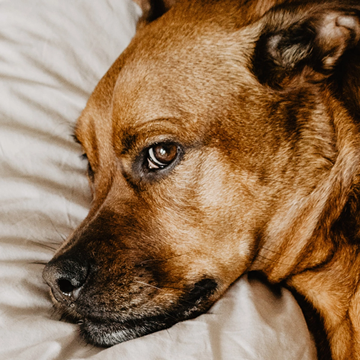 header - slapen - hond - kussensloop - unsplash