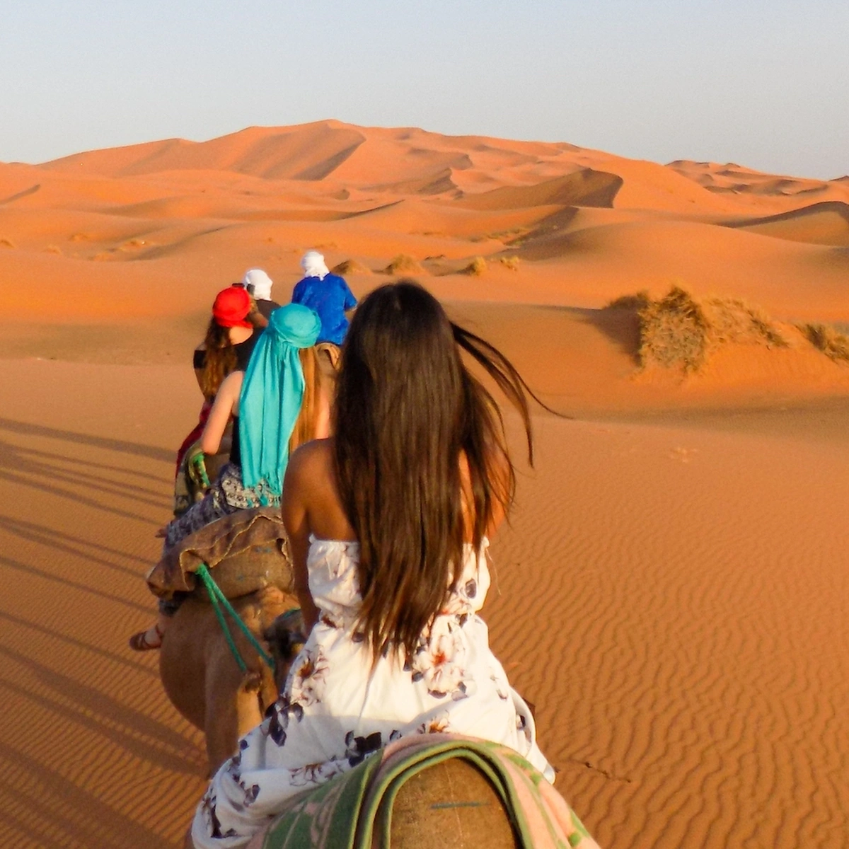 Header - kameel - Shutterstock - dierenleed - woestijn - dromedaris 