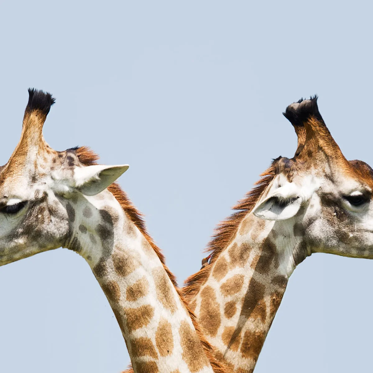 header - giraffe - nek - dier - koppel - unsplash