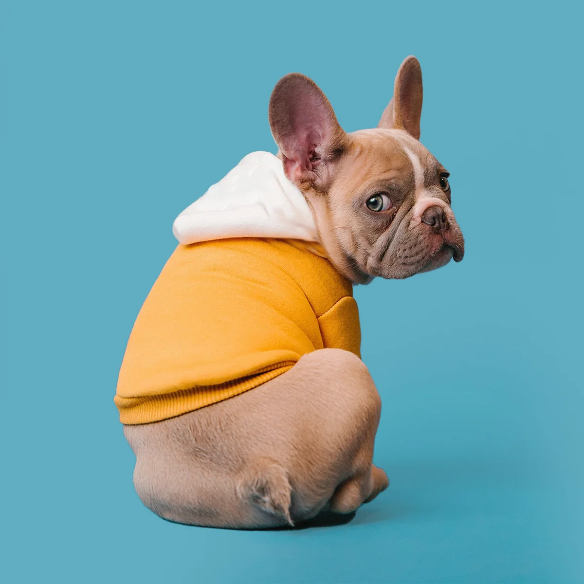 header - dieren - praten - hond - unsplash