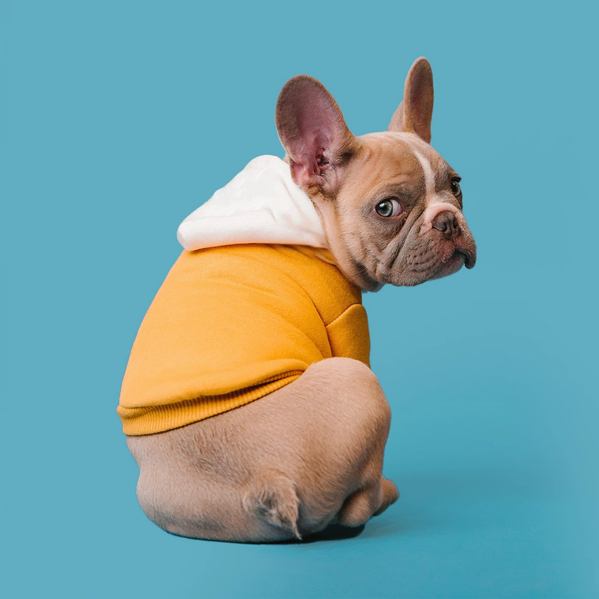 header - dieren - praten - hond - unsplash