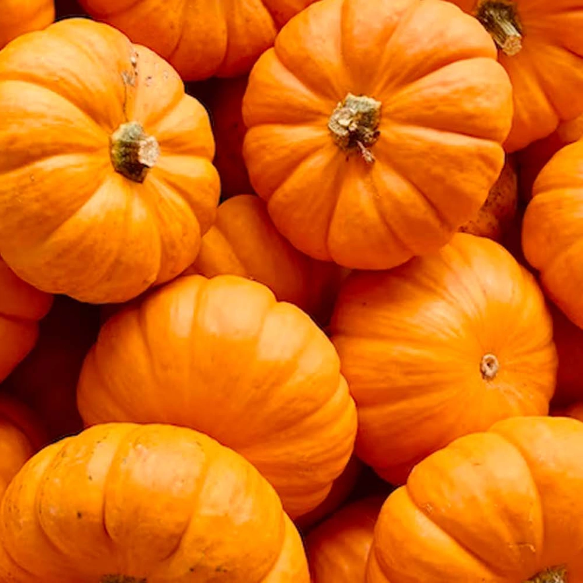 header - pompoen - halloween - herfst - oranje - unsplash