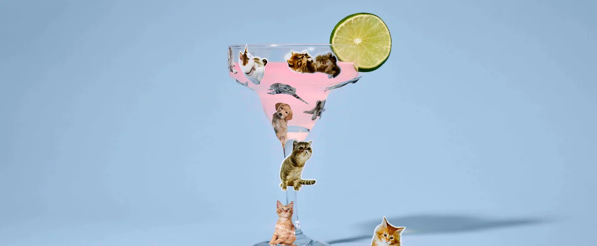header - cocktail - glas - katten - stickers - limoen