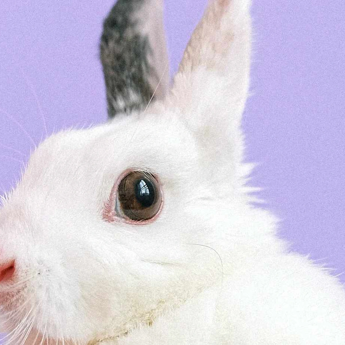 Header - paashaas - pasen - konijn - pexels