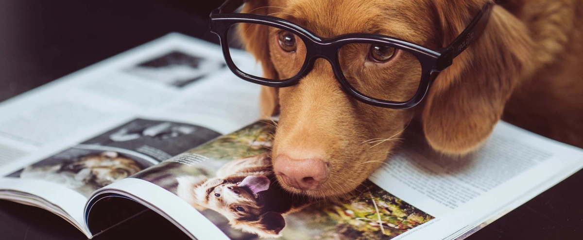 header - hond - bril - lezen - werk - unsplash