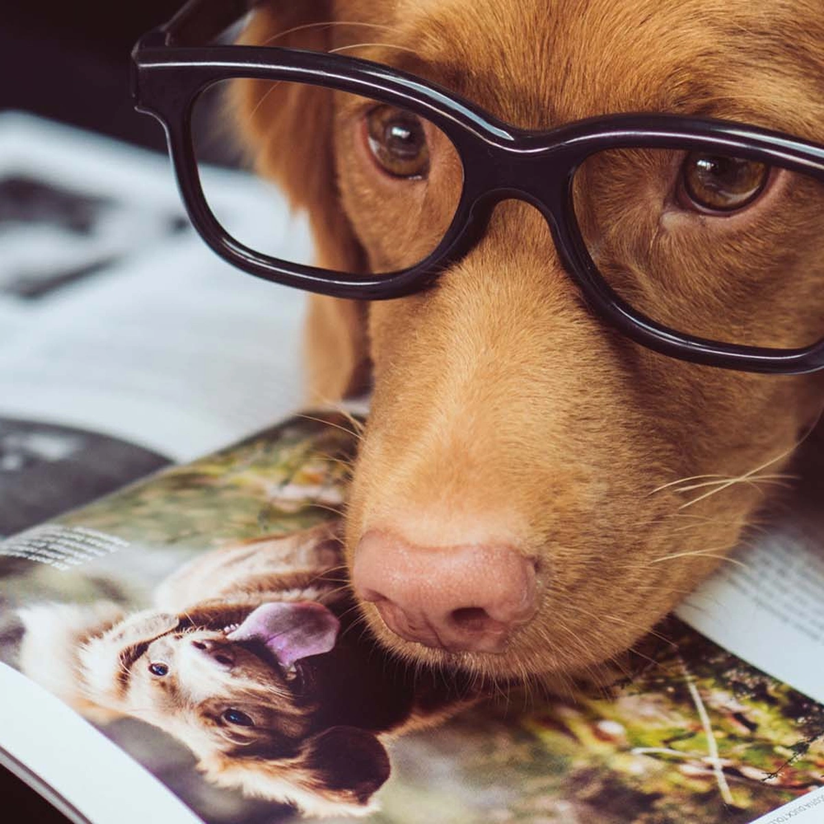 header - hond - bril - lezen - werk - unsplash