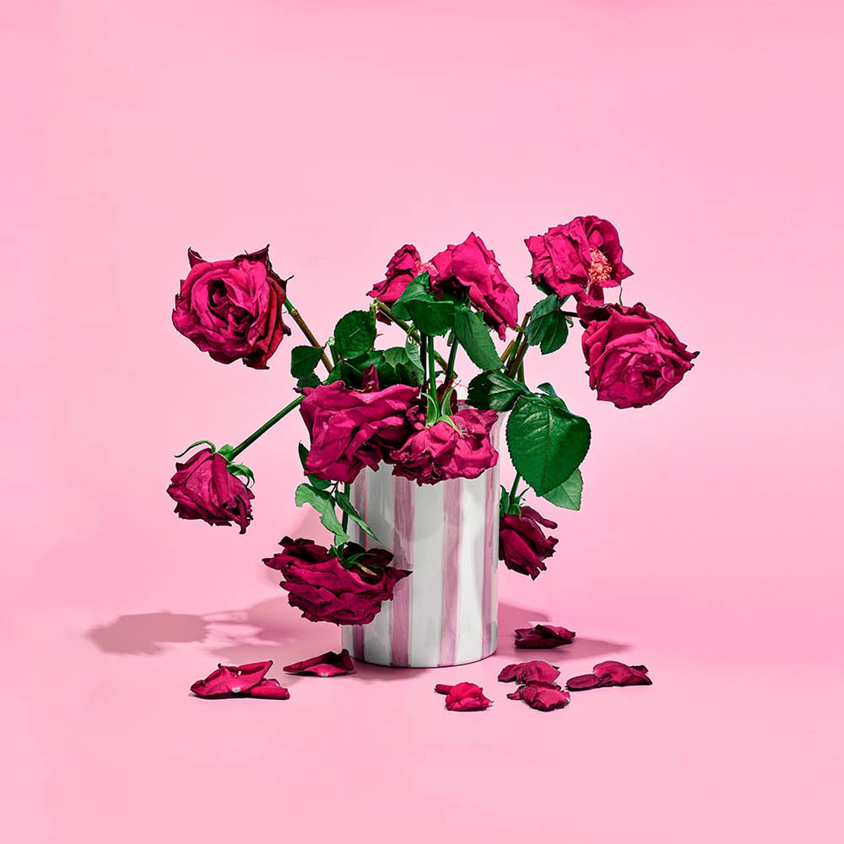 Rozen - Dood - Bloem - Header-Tom ten Seldam