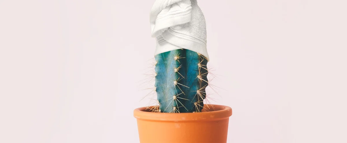 header - plant - wellness - cactus - pot - handdoek - pexels