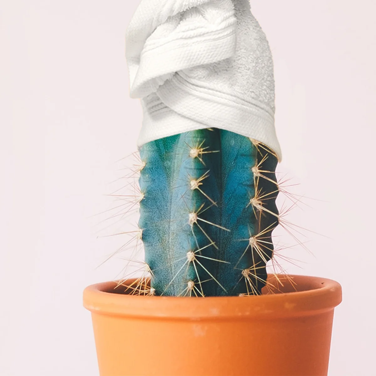 header - plant - wellness - cactus - pot - handdoek - pexels