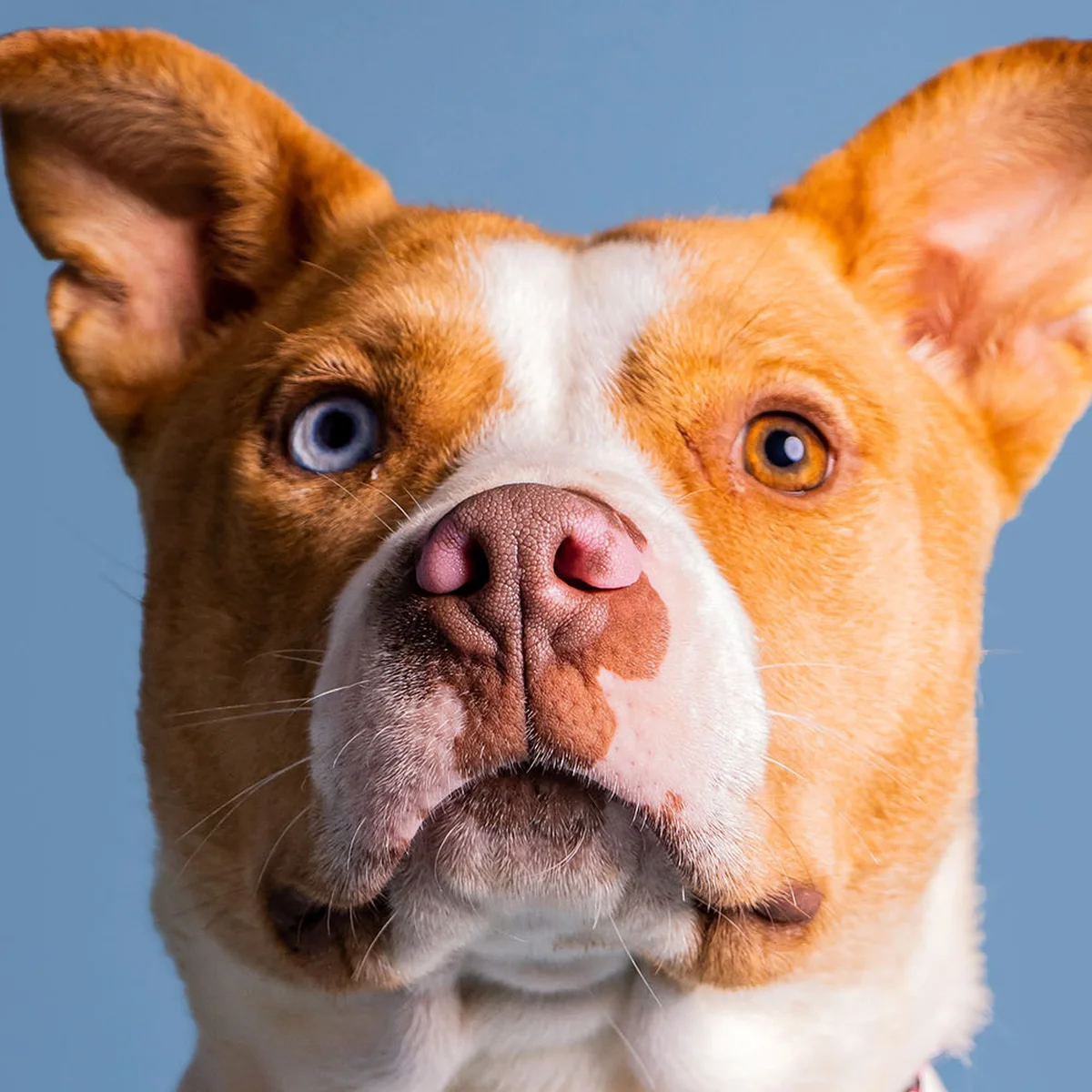 header - ogen - hond - blauwe ogen - unsplash