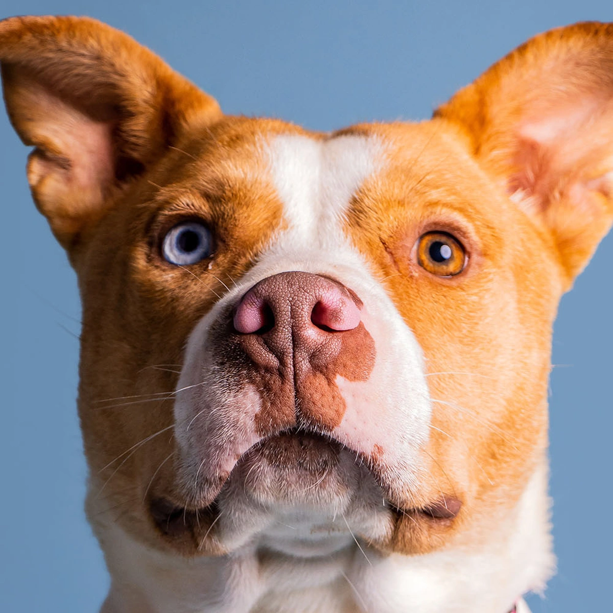 header - ogen - hond - blauwe ogen - unsplash