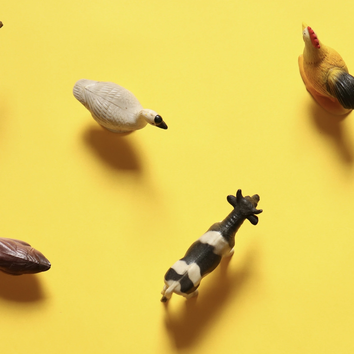 Header - dieren - boerderij - Shutterstock