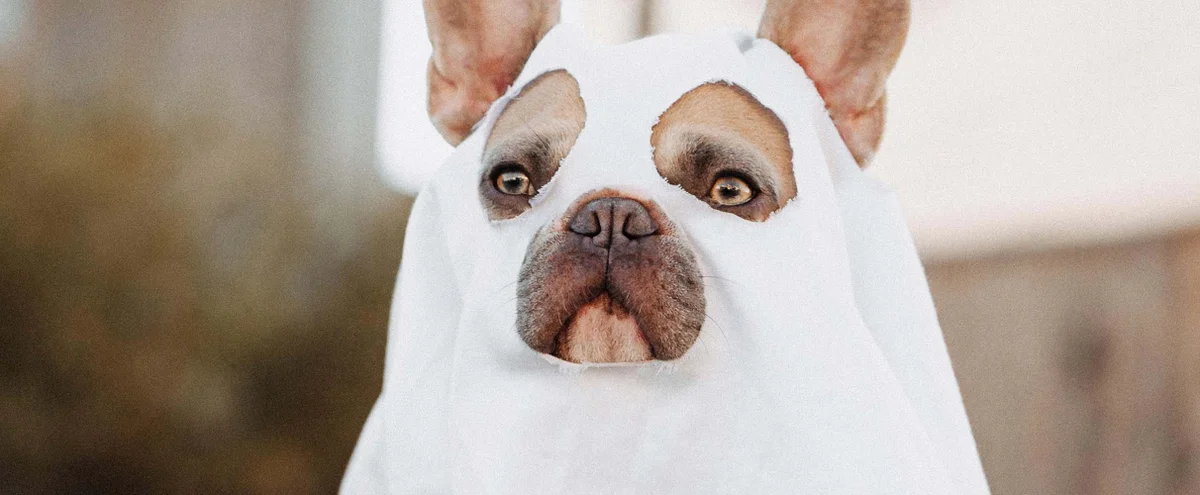 header - kostuum - halloween - pompoen - heks - unsplash