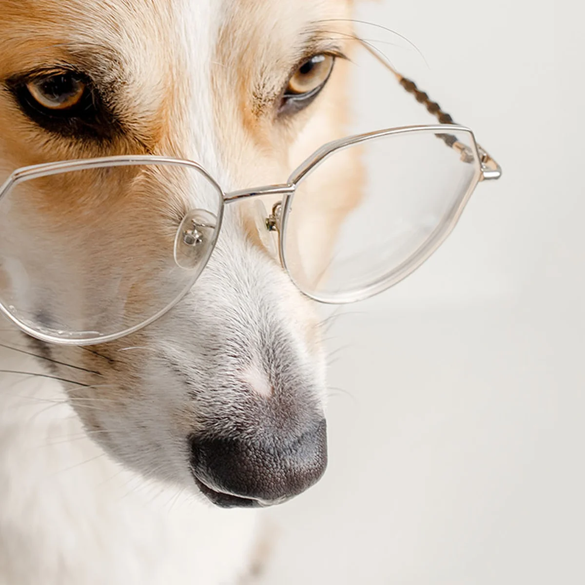 header - collega - bril - hond - werk - pexels