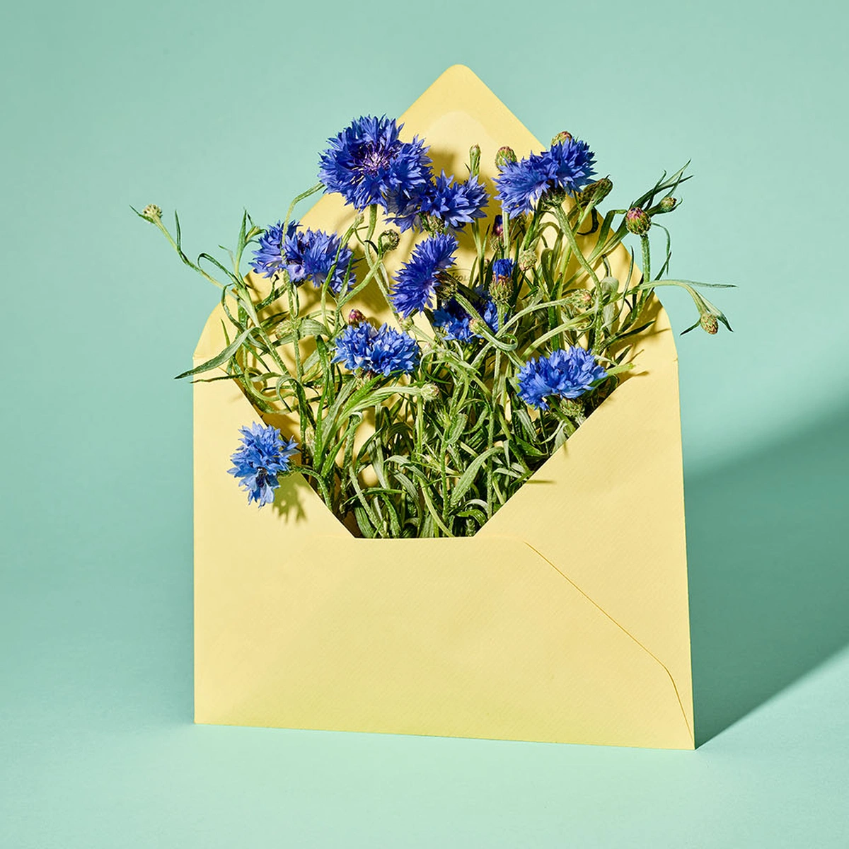 Header - groen - envelop - duurzaam - plant - bloemen