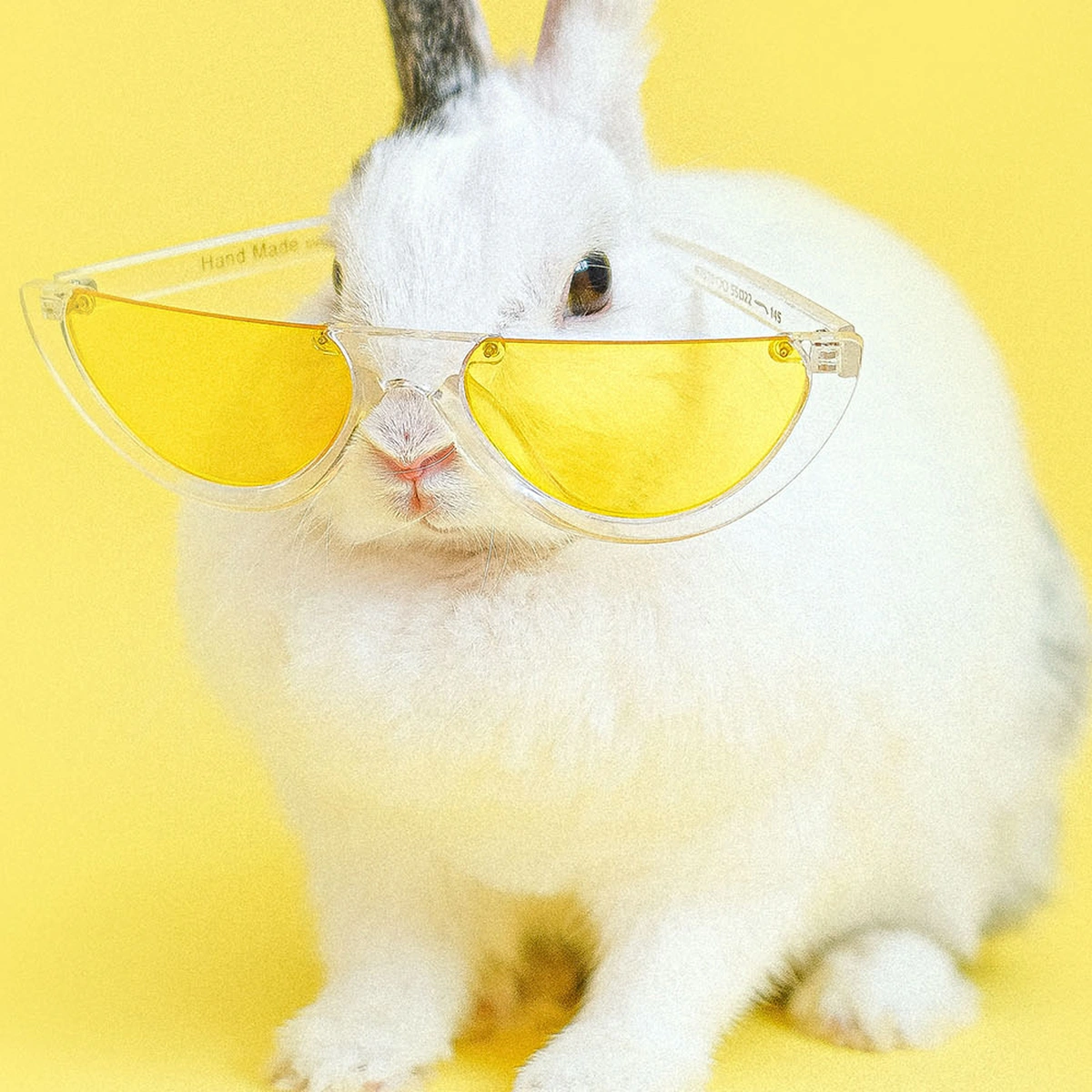 Konijn hitte zonnebril