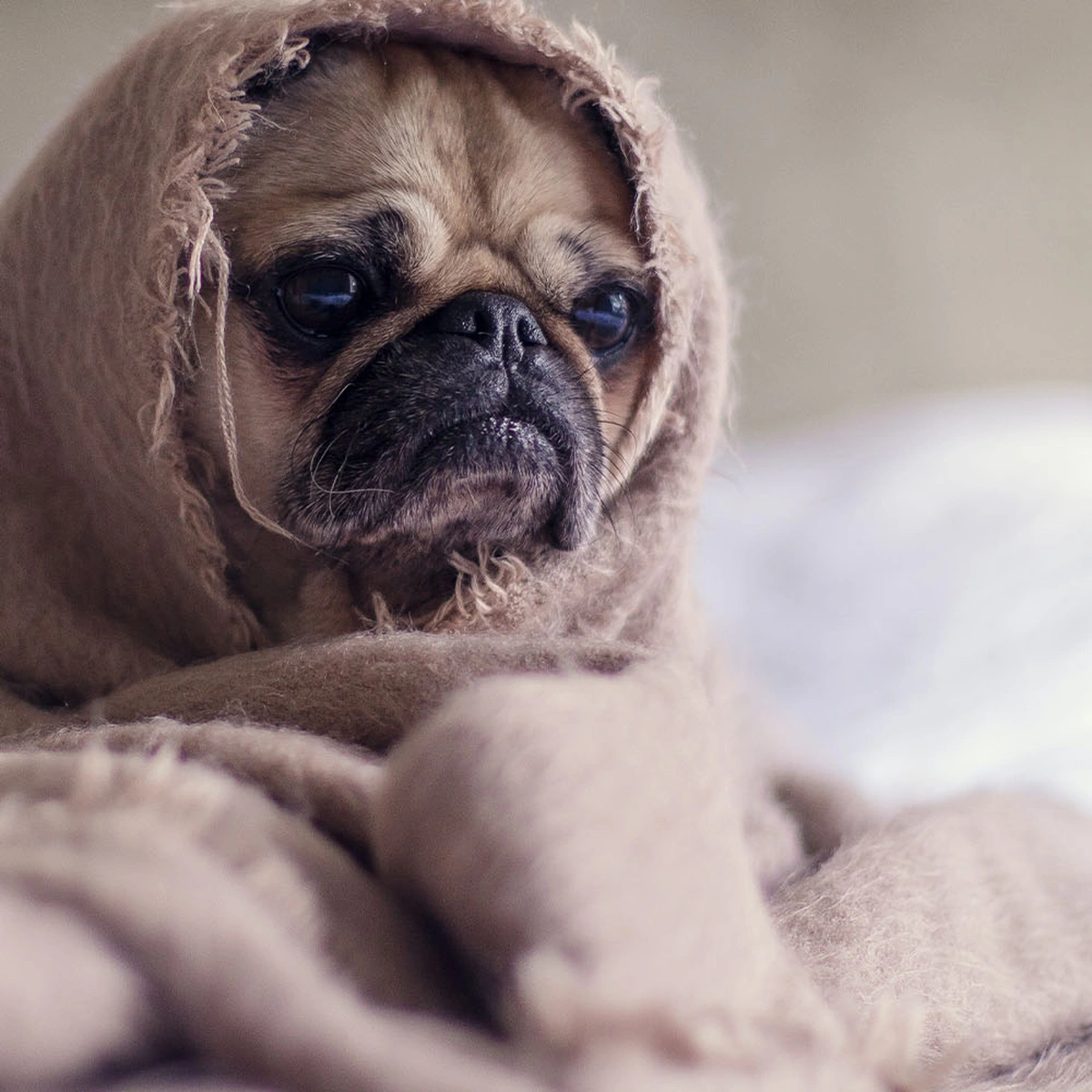 header - hond - stress - moe - Pexels