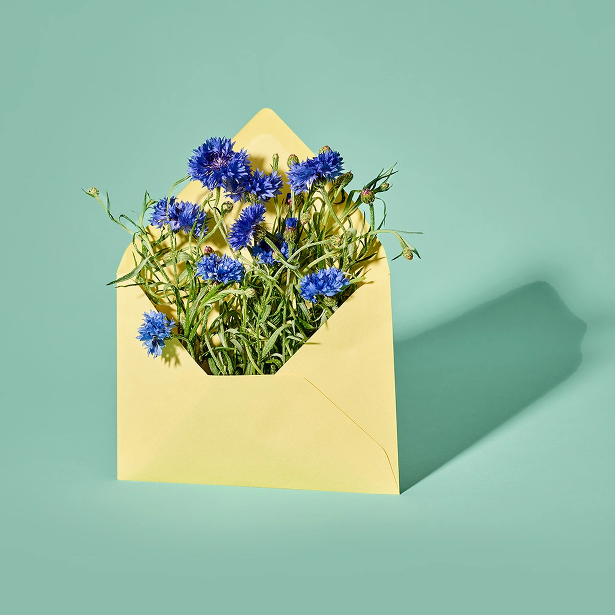 header - bloemen - envelop - post - tom ten seldam