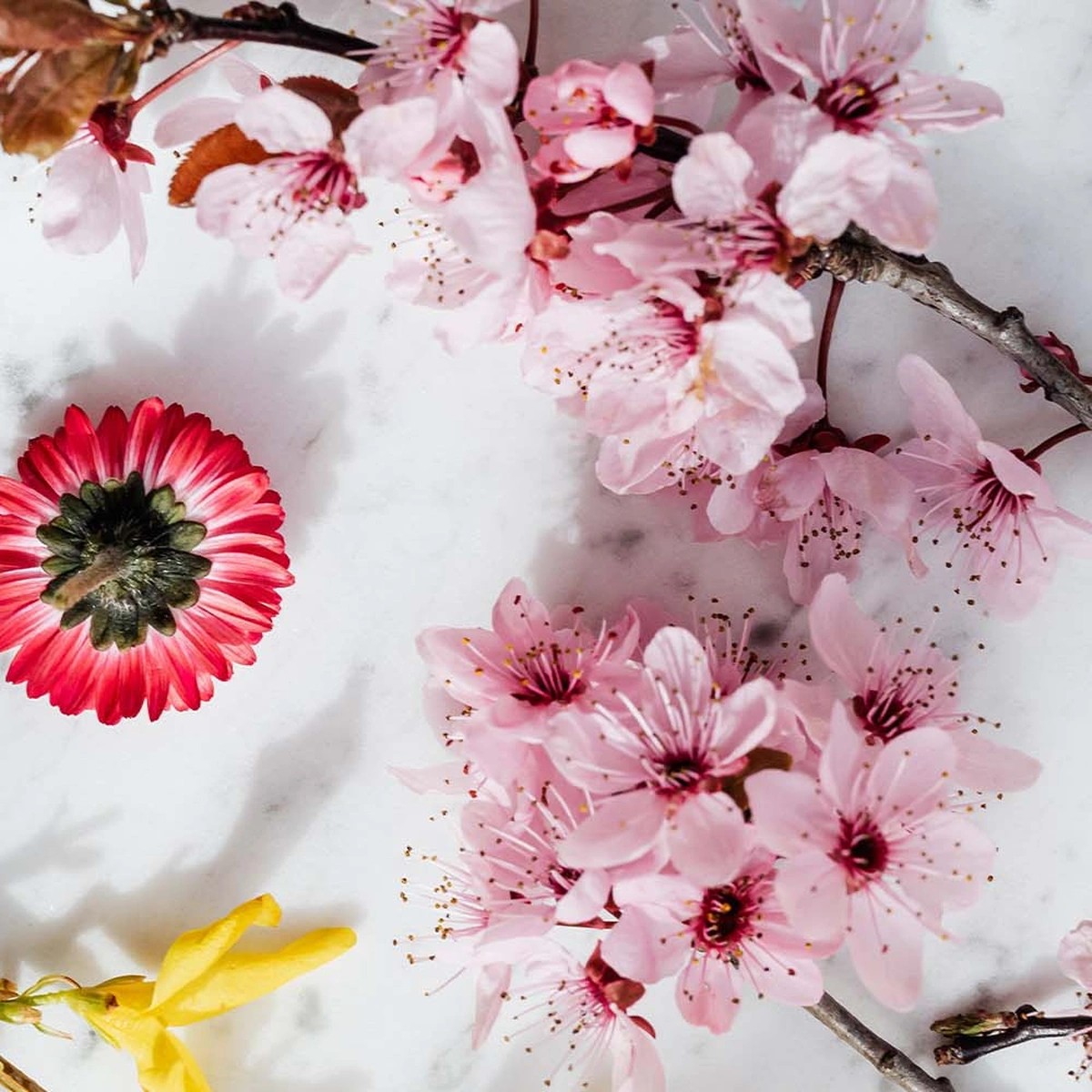header - bloemen - geur - fris